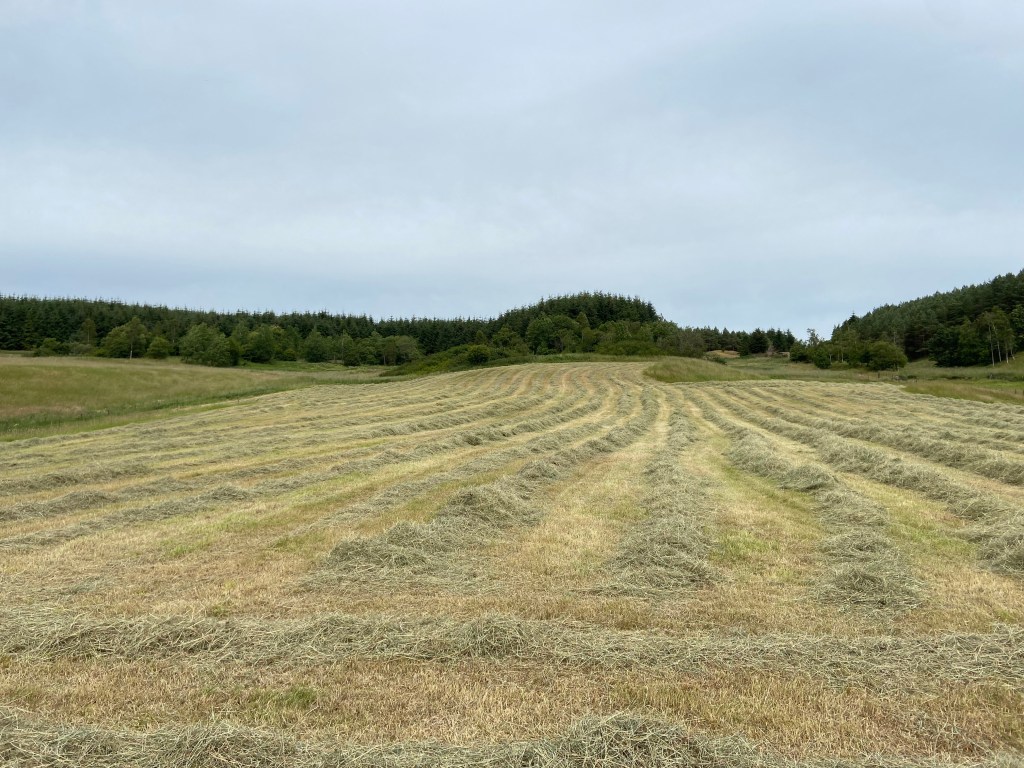 A photo on a cloudy day of hay laid out in lines, ready to be made into bales