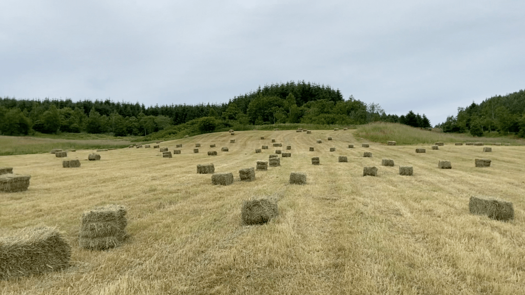 A photo on a cloudy day of rectangular bales of hay in a field, ready for stacking.