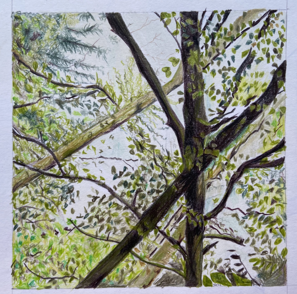 A coloured drawing of a tree fallen to an angle, turned on its side to re-point it to the sky