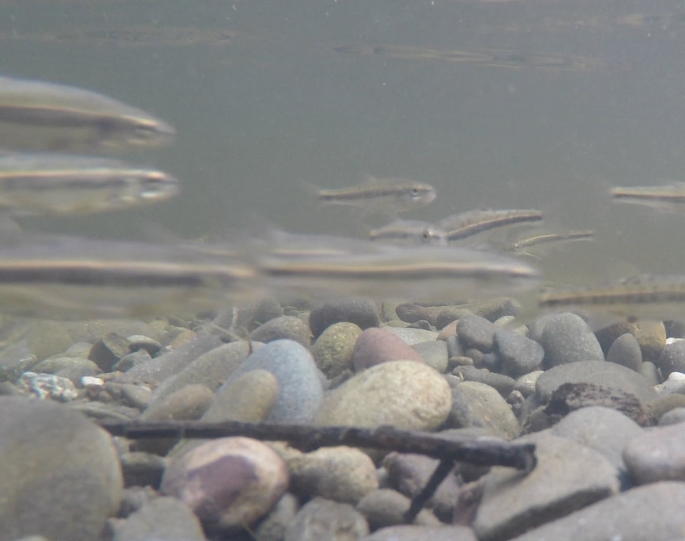 Underwater photograph at the bottom of a river with small minnow fish swimming by