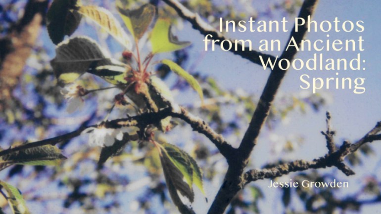 Instant Photos from an Ancient Woodland in Spring project image